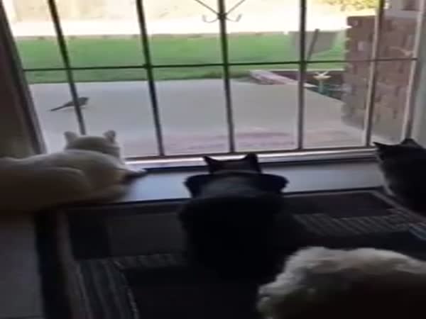 Dog Sneaks Up On Cats Hilarity Ensues