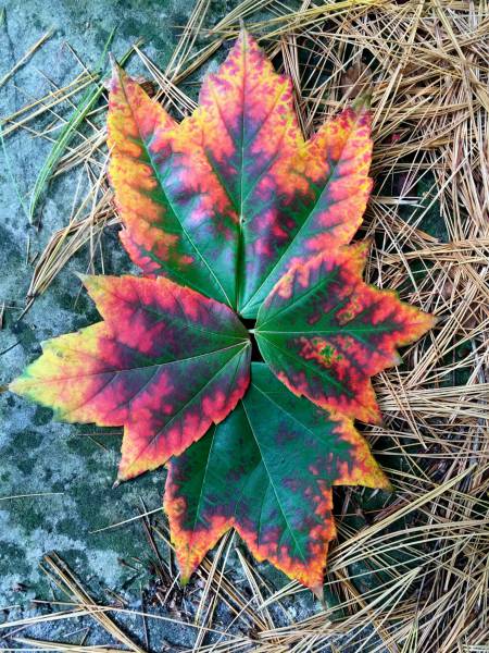 Acid Picdump (92 pics)