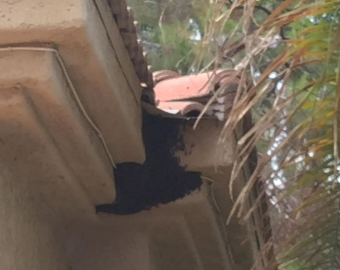 Exterminator Baits Massive Swarm Of Bees (4 pics)