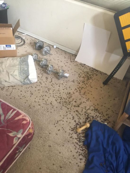 Exterminator Baits Massive Swarm Of Bees (4 pics)