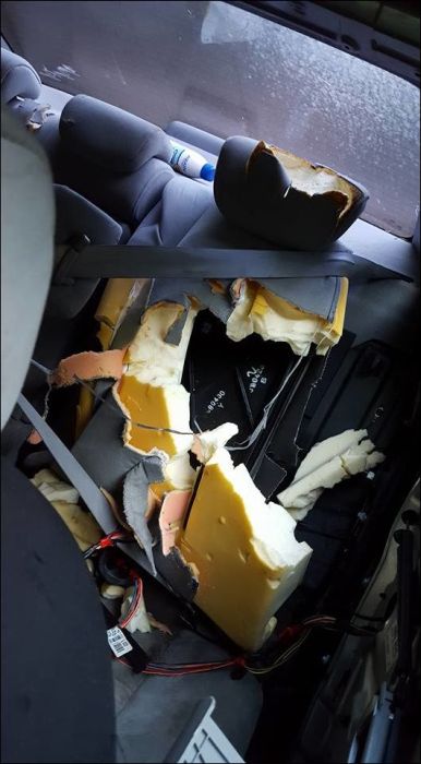 Bear Tears Car Apart While Looking For Food (9 pics)