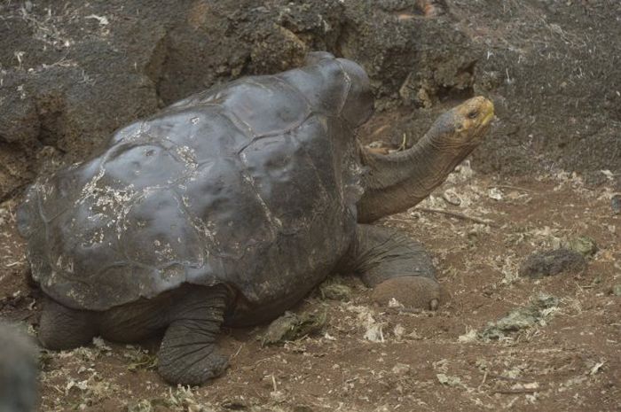 Diego The Tortoise Has Saved His Entire Species (4 pics)