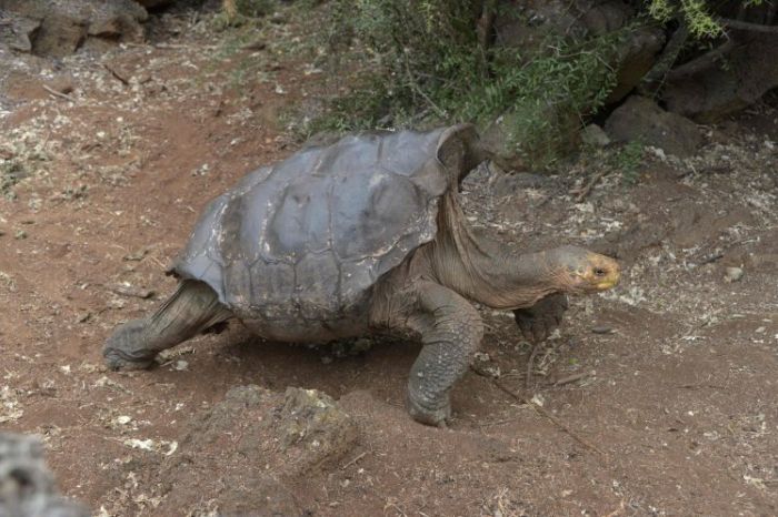 Diego The Tortoise Has Saved His Entire Species (4 pics)