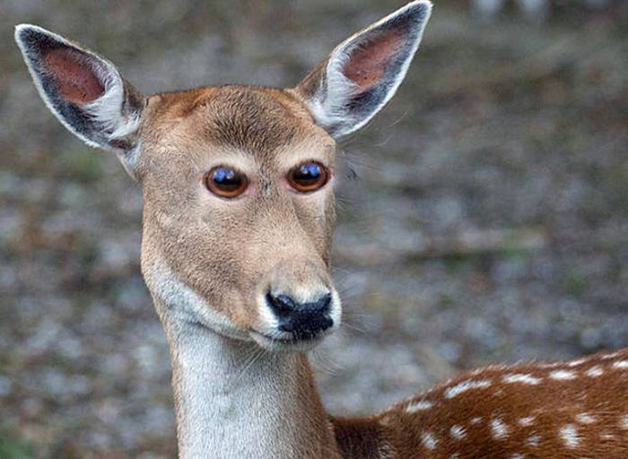 What Animals Would Look Like If Their Eyes Were Right At The Front (23 pics)