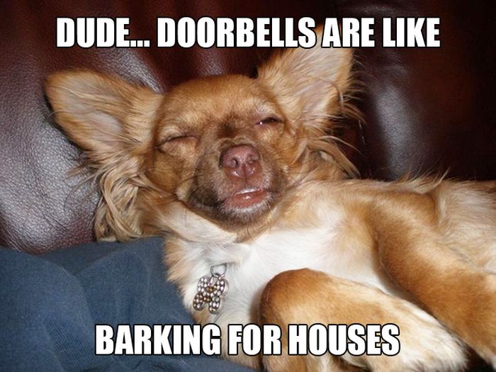 Stoner Dogs That Got Into The Weed Stash (12 pics)