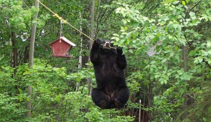 Bear Shows Off His Spectacular Climbing Skills (4 pics)