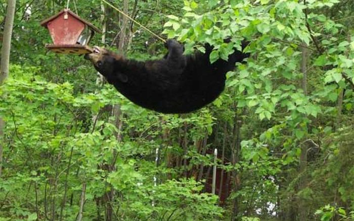 Bear Shows Off His Spectacular Climbing Skills (4 pics)