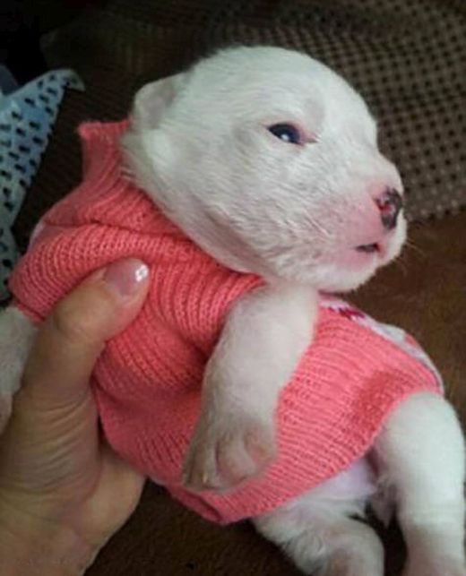 Cute Little Puppy Has The Power To Cause Massive Destruction (11 pics)