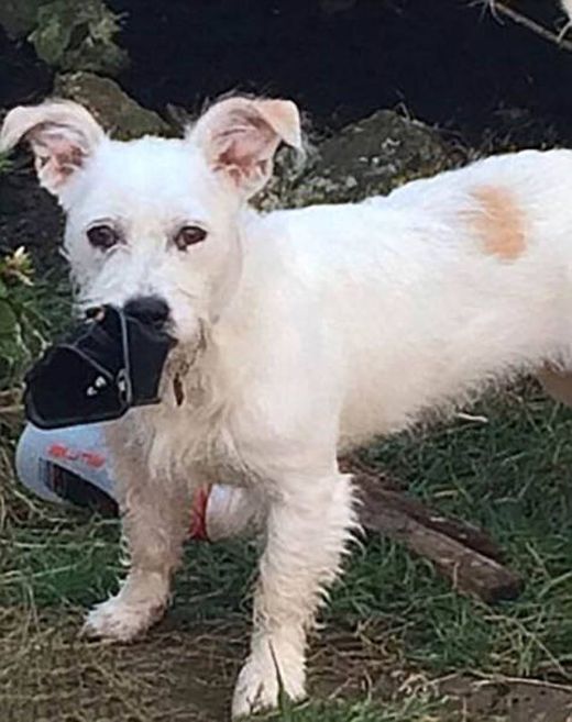 Cute Little Puppy Has The Power To Cause Massive Destruction (11 pics)