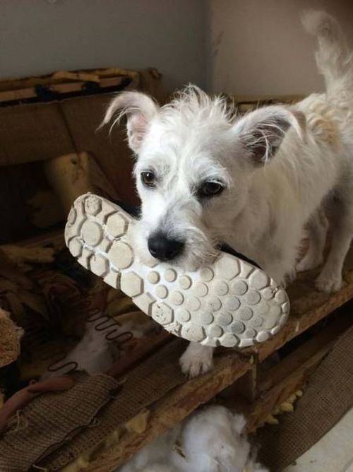 Cute Little Puppy Has The Power To Cause Massive Destruction (11 pics)