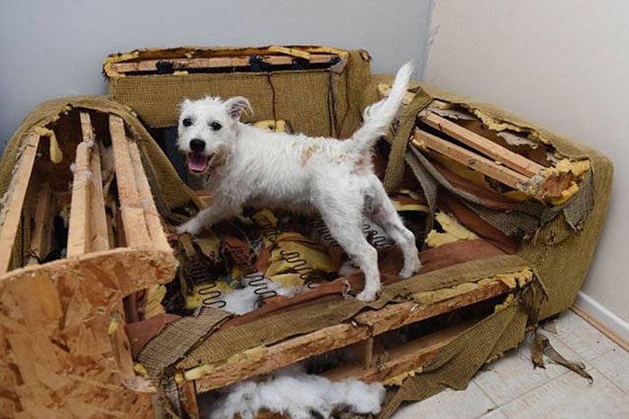 Cute Little Puppy Has The Power To Cause Massive Destruction (11 pics)