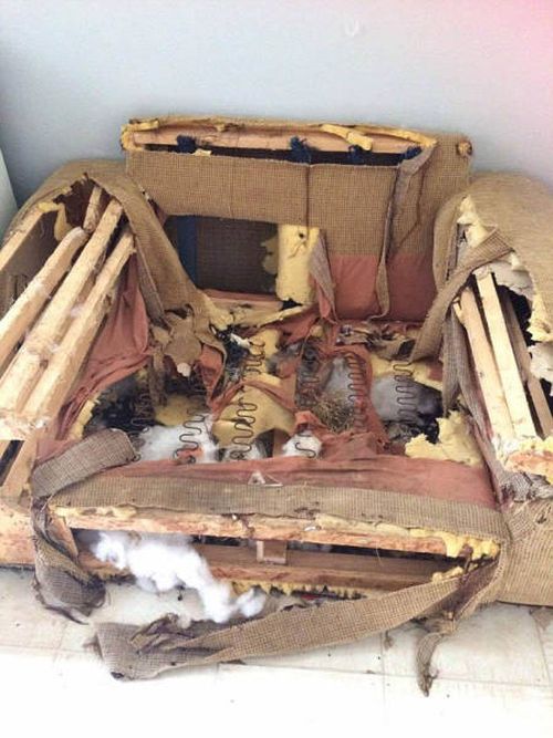 Cute Little Puppy Has The Power To Cause Massive Destruction (11 pics)