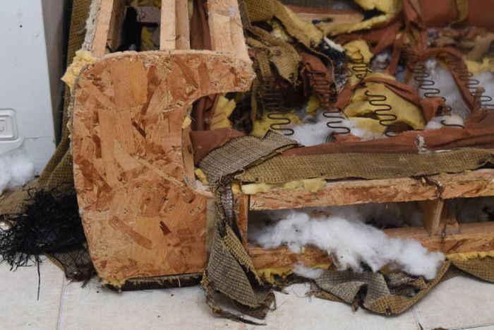 Cute Little Puppy Has The Power To Cause Massive Destruction (11 pics)
