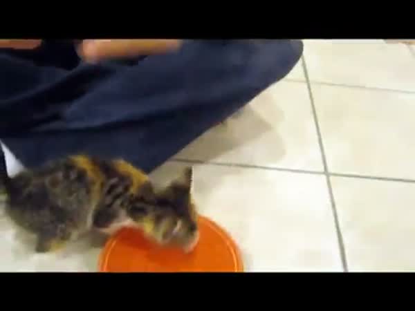 Kitten Releases Inner Lion When You Mess With Her Food