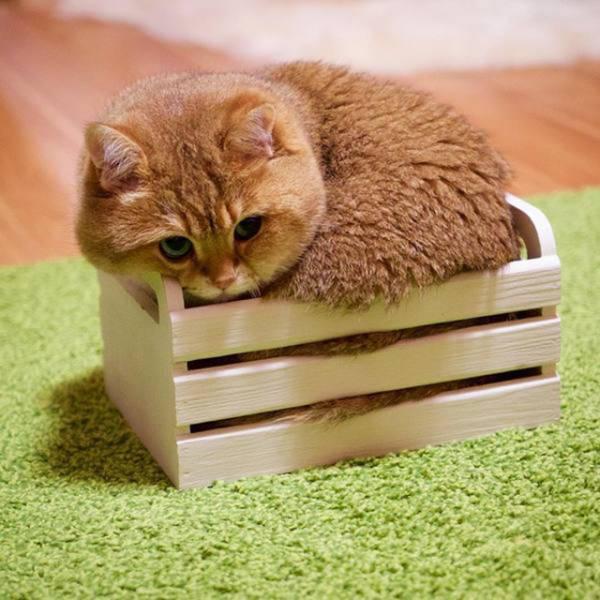 Acid Picdump (114 pics)