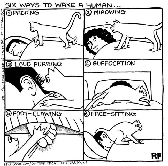 Cute Illustrations That All Cat Lovers Will Relate To (18 pics)