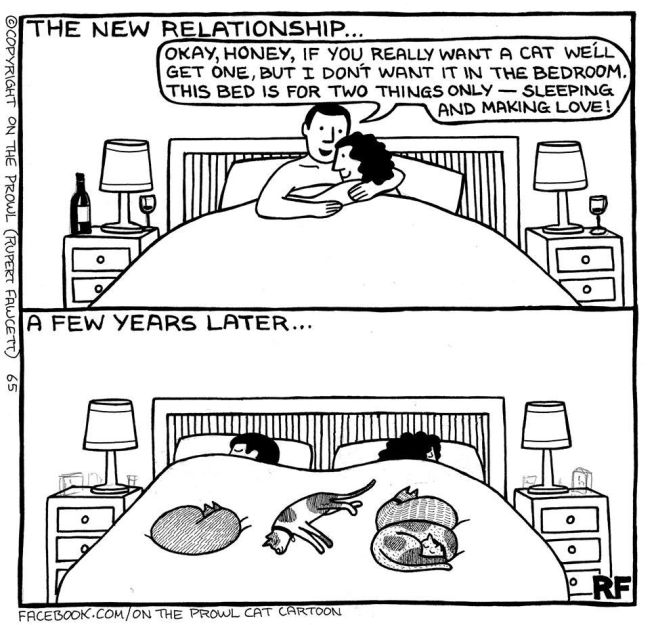 Cute Illustrations That All Cat Lovers Will Relate To (18 pics)
