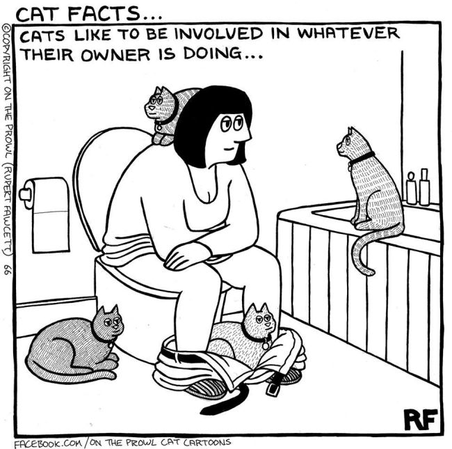 Cute Illustrations That All Cat Lovers Will Relate To (18 pics)