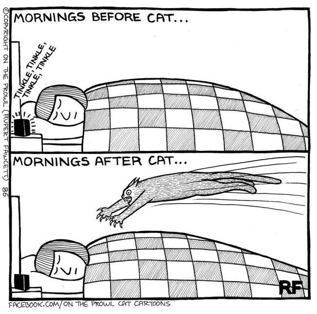 Cute Illustrations That All Cat Lovers Will Relate To (18 pics)