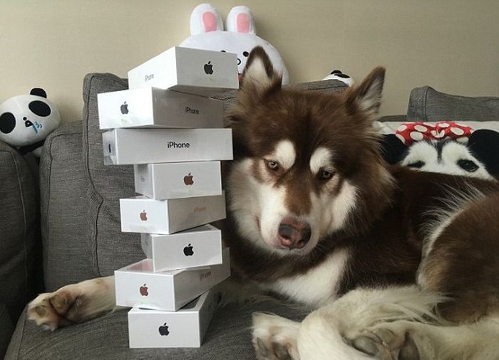 Son of China's Richest Man Buys 8 iPhones For His Dog (3 pics)