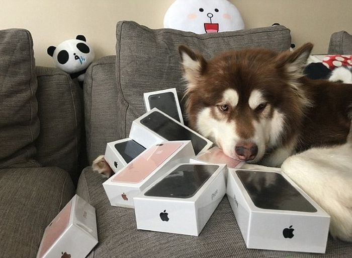 Son of China's Richest Man Buys 8 iPhones For His Dog (3 pics)