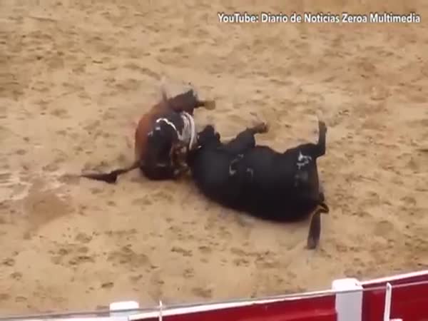 Two Bulls Die In Shocking Clash Of Heads In Arena In Northern Spain