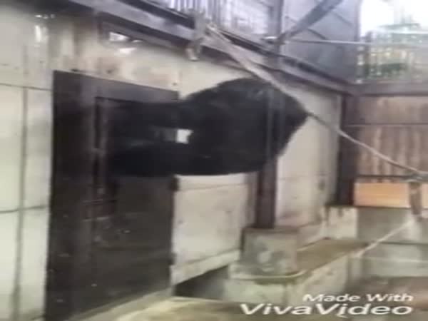 Monkey And A Door