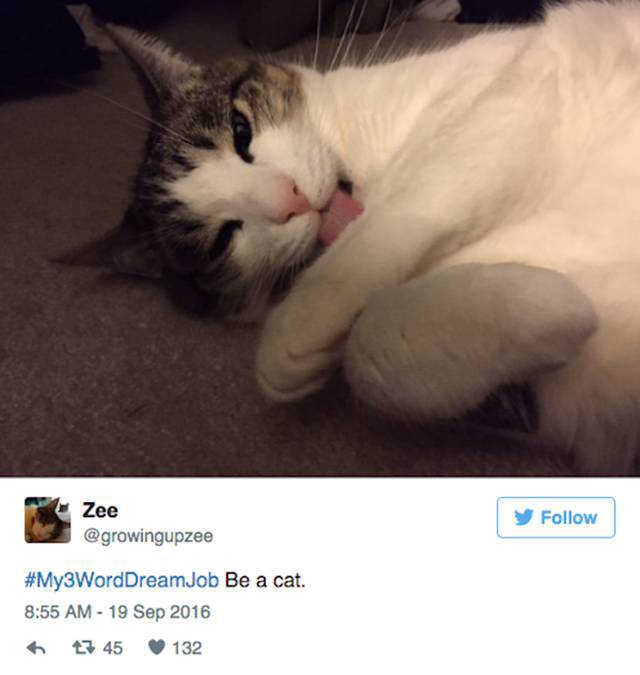 Twitter Users Share Their Dream Jobs Using Only Three Words (25 pics)