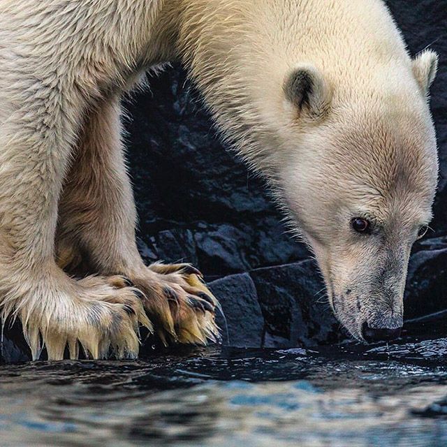 This Is Why You Need To Start Following National Geographic On Instagram (52 pics)