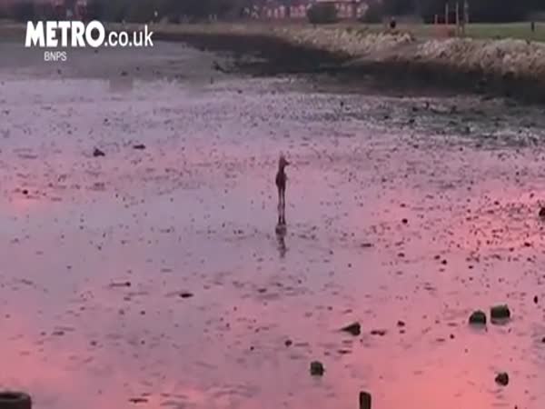 A Deer Was Spotted Bouncing Along The Beach At Sunrise
