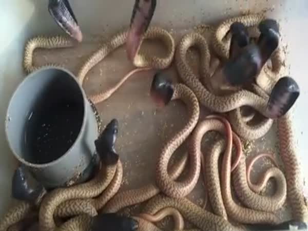 Baby Cobras Are Cute