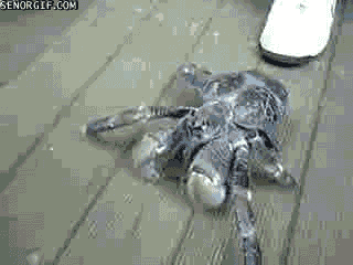 Acid Gifdump, September 23, 2016 (25 gifs)