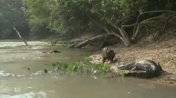 Acid Gifdump, September 23, 2016 (25 gifs)