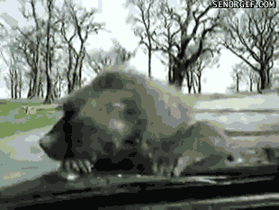 Acid Gifdump, September 23, 2016 (25 gifs)