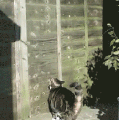 Acid Gifdump, September 23, 2016 (25 gifs)