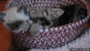 Acid Gifdump, September 23, 2016 (25 gifs)