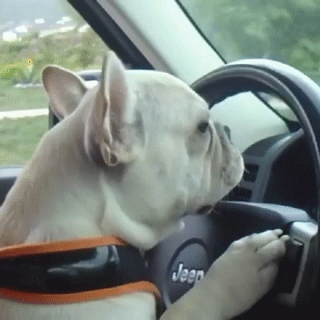 Acid Gifdump, September 23, 2016 (25 gifs)