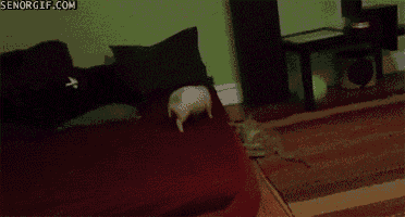Acid Gifdump, September 23, 2016 (25 gifs)