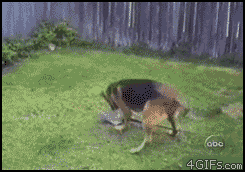 Stupid People Who Got A Swift Kick In The Face From Karma (19 gifs)