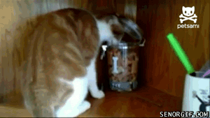 Stupid People Who Got A Swift Kick In The Face From Karma (19 gifs)