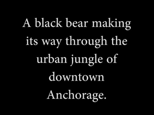 Bear In The City