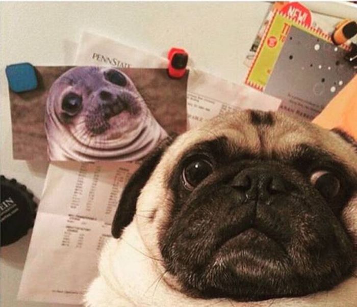 Acid Picdump (95 pics)