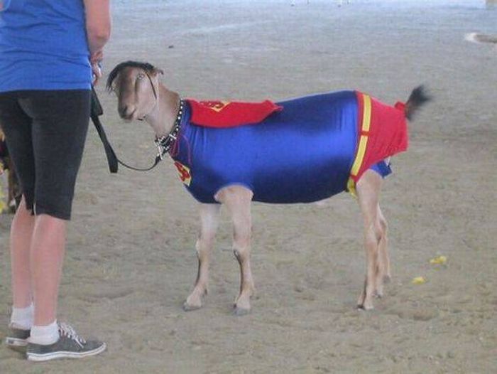 Acid Picdump (95 pics)