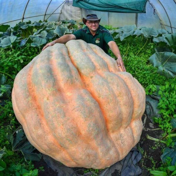 Acid Picdump (95 pics)