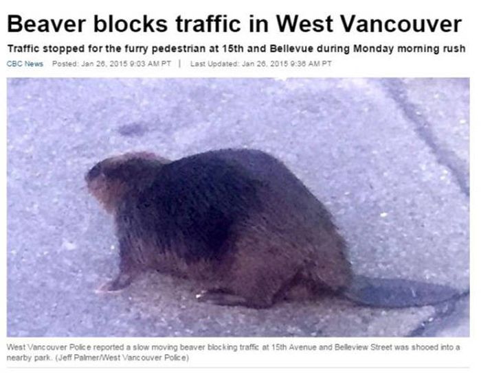 Crazy Things That Can Only Happen In Canada (43 pics)