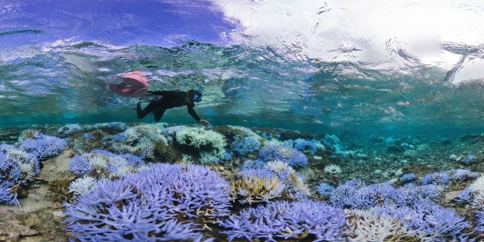 How Okinawa Coral Has Been Damaged By The Effects Of Coral Bleaching (8 ...