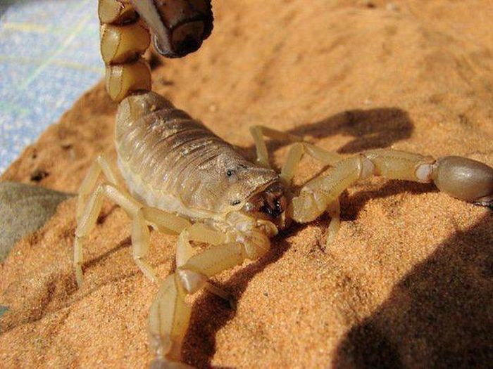 Dangerous Animal Species That Are The Biggest Threat To Humans (14 pics)