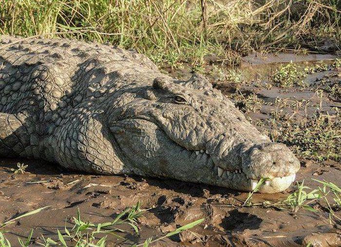 Dangerous Animal Species That Are The Biggest Threat To Humans (14 pics)