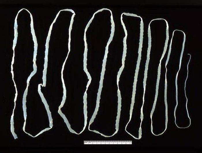 Dangerous Animal Species That Are The Biggest Threat To Humans (14 pics)