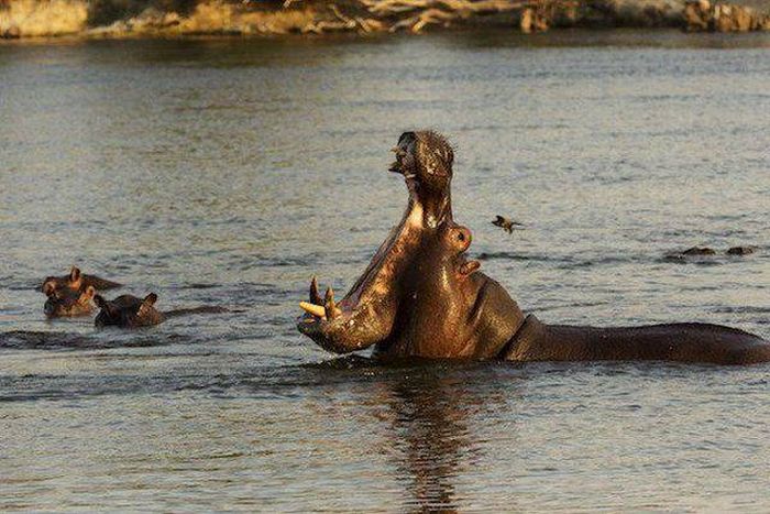 Dangerous Animal Species That Are The Biggest Threat To Humans (14 pics)